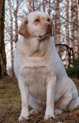 one yellow labrador retriever dog sitting and watching the surroundings carefully; background blurred