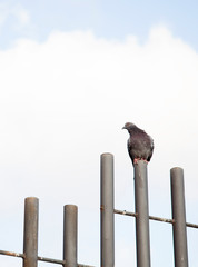 una sola paloma retratada en lo alto de una valla del parque bajo el cielo azul con nubes blancas