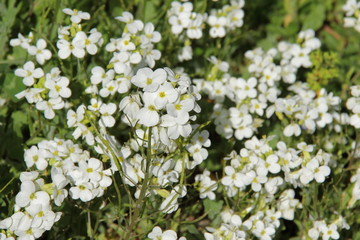 wild flowers on sunny meadow 