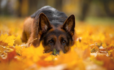 Dog breed German shepherd autumn lies in maple yellow leaves
