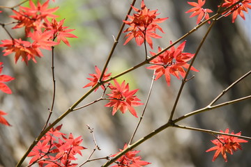 maple leaf on a tree, small leaves 