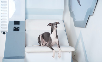 Dog breed Whippet, Greyhound, lies on the background of the space wall