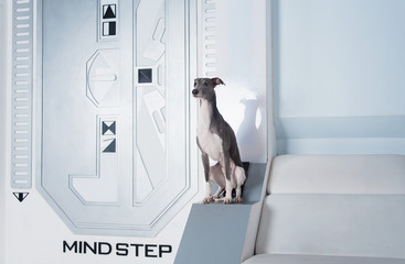 Dog breed Whippet, Greyhound, sitting on the background of the space wall