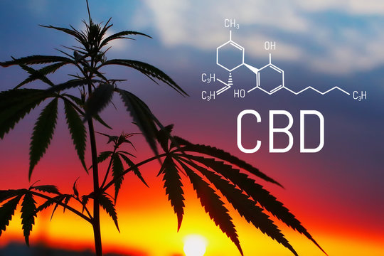 Medical Marijuana and CBD Oil chemical formula. Growing premium cannabis products. Thematic photo hemp. Influence positive and negative of marijuana on human brain, nervous system