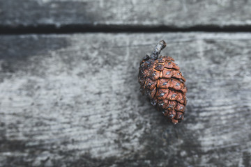 Full nature with trail and trees