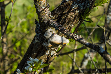 outgrowth of a mushroom on a tree