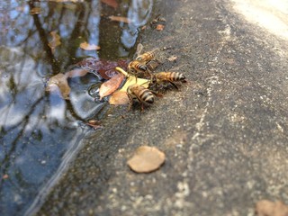 bees drinking 