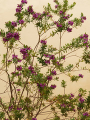 Polygala myrtifolia - Myrtle-leaf milkwort ornamental plant in Europe