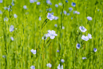 Obraz na płótnie Canvas blue flax field closeup at spring shallow depth of field