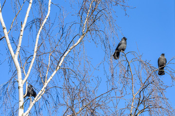 A flock of crows sits on a tree against the sky.