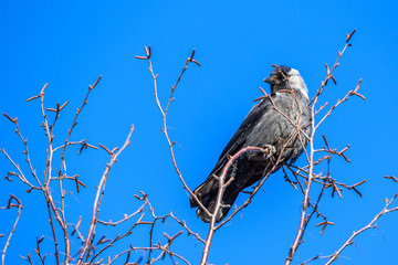 Closeup portrait of a crow sitting on a tree against the sky.