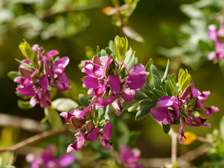 Mauve flowers of the small tree Myrtle-leaf milkwort 'Polygala myrtifolia'