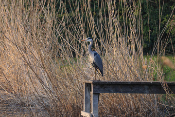 heron6
