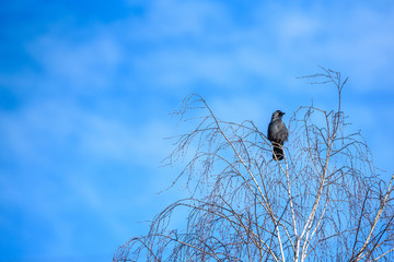 A lone crow sits on a tree against the sky.