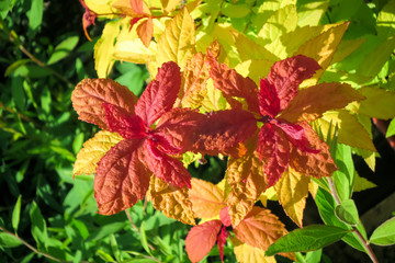 Shrub with red leaves on the tops of branches.