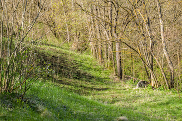 sunny day spring forest