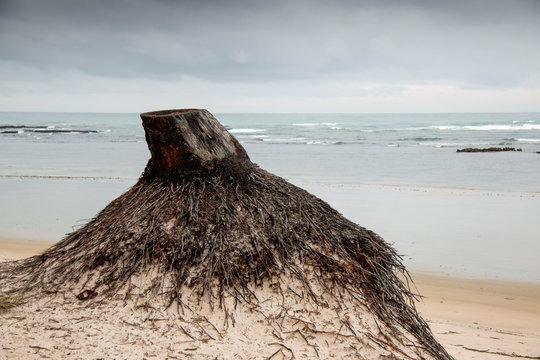 Stup of a Dead Coconut Tree at the Beach