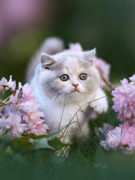 Kitten mit rosa Bl&uuml;ten - Britisch Kurzhaar Katze