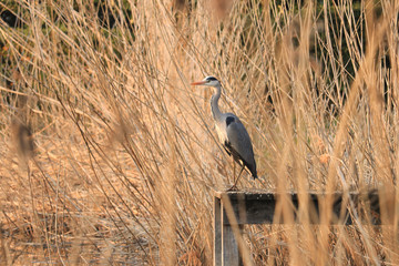heron5