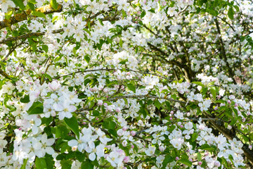 Obraz premium apple orchard in bloom in spring under the sun and blue sky