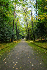 Obraz premium Ginkgo Trees Alley in the Terra Nostra Garden, Furnas, Sao Miguel Island, Azores, Portugal 