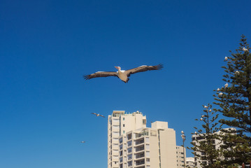 Pelican flies with spread wings in the blue sky