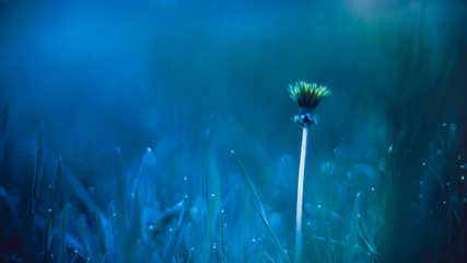 One yellow dandelion in the evening blue field among the grass with water drops