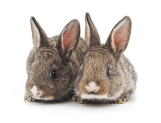 Two beautiful rabbits.