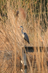 heron4
