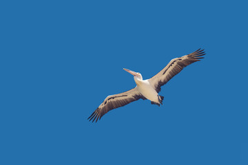 Fototapeta premium Pelican flies with spread wings in the blue sky