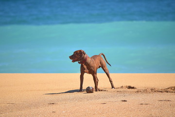Dog on the Bluff Beach, Bocas del Toro island, Panama