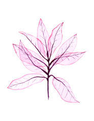 Watercolor transparent leaves. Hand painted pink leaves perfect for card making and label. Illustration