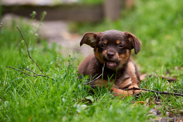 a small, cute little dog playing on the grass
