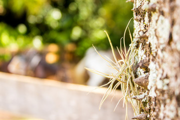 Obraz premium Exotic tree trunk plant