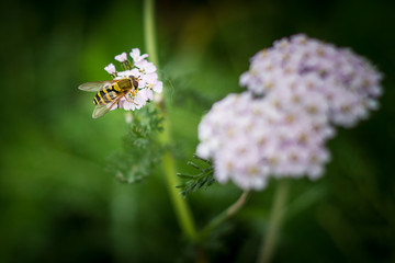 Hoverfly