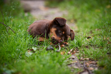 a small, cute little dog playing on the grass