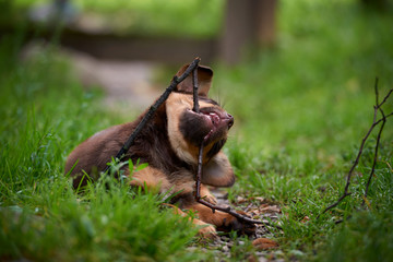 a small, cute little dog playing on the grass