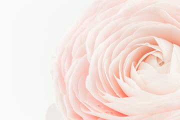 Pink colored feminine peony, rose or buttercup flower with delicate layered petals close up with dew drops isolated. Natural textured background for spring summer for Mothers, Valentines or womens Day