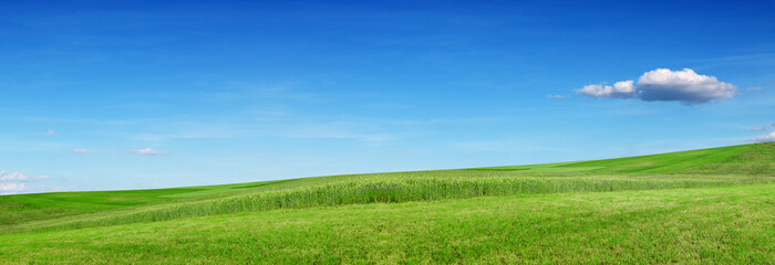 Fototapeta na wymiar Green hill and meadow, blue sky. Ecology banner.