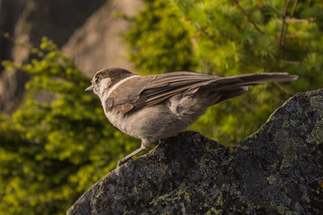 Canada Jay (Perisoreus canadensis) bird on rock in forest with mountain in background