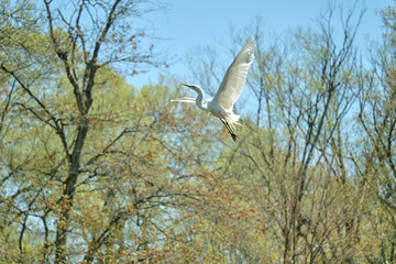 Egret in flight