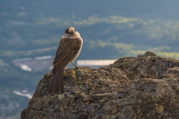 Canada Jay (Perisoreus canadensis) bird perched on cliff edge
