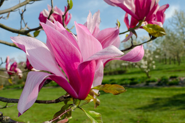 Magnolia 