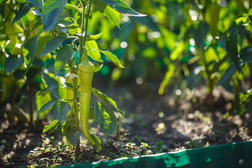 Green pepper grows on garden bed. Gardening concept.