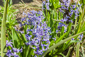 Naklejka premium blue flowers in spring