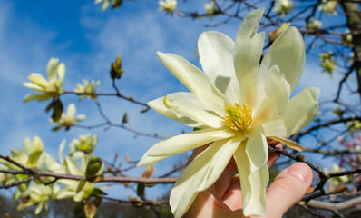 Blooming yellow magnolia "Daphne"