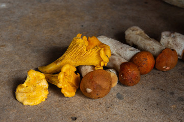 Mushrooms lie on plywood. Cantharellus cibarius and Leccinum aurantiacum.