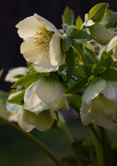Blooming hellebore in early spring. Country garden.