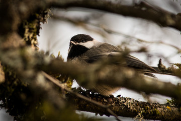 Tree Swallow (Tachycineta bicolor) bird blending in hiding on branch