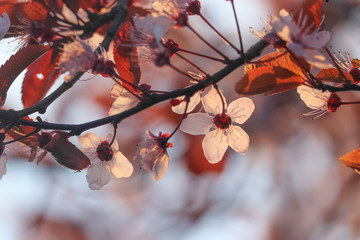 arbre 3